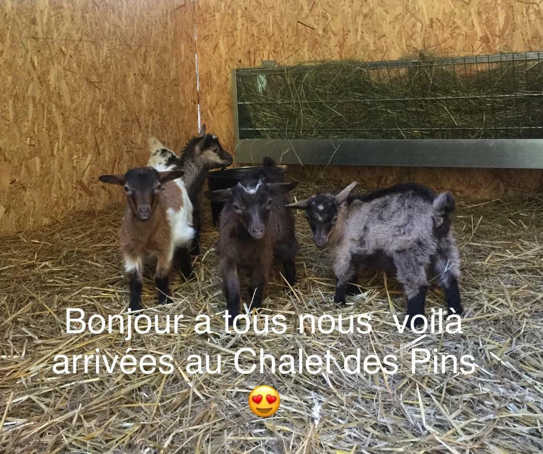 Le Chalet Des Pins Hotel Rougeou ภายนอก รูปภาพ